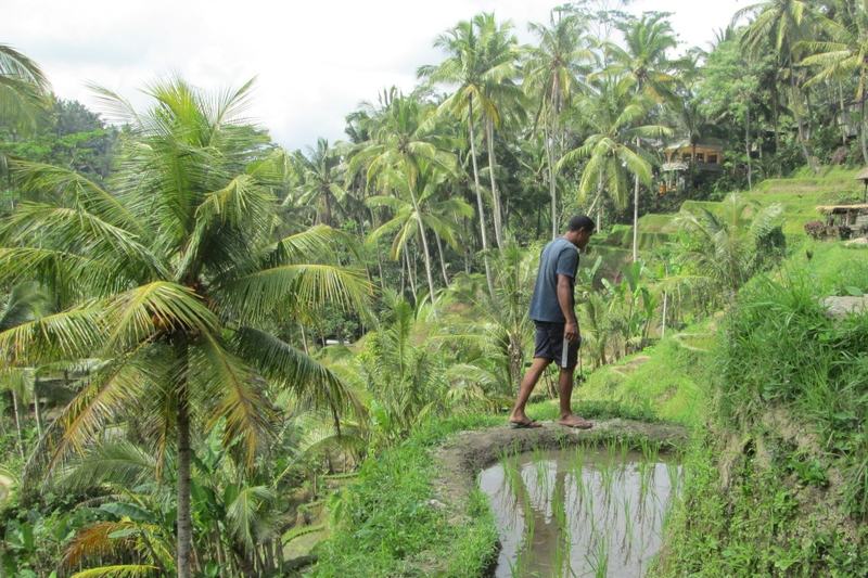 Рисовые террасы и пальмы под Ubud